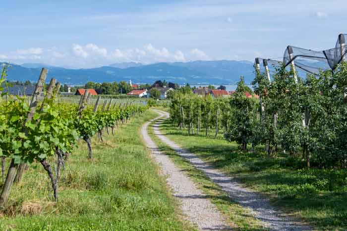 Wanderweg am Bayerischen Bodensee