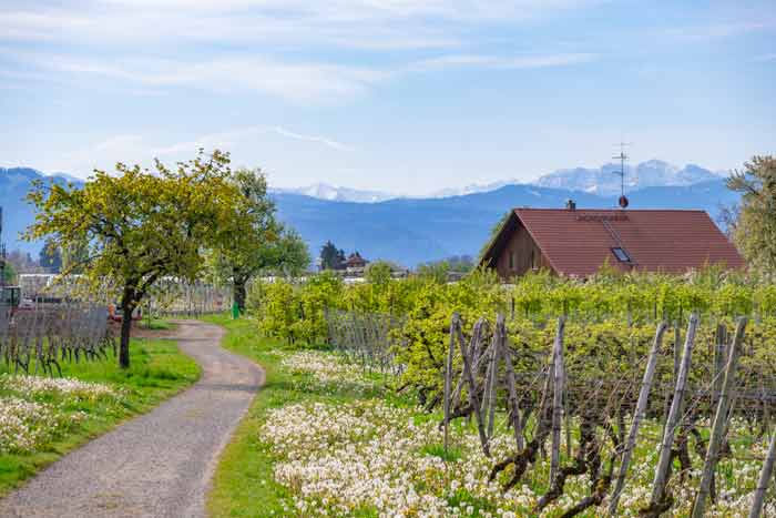 Wanderweg am Bayerischen Bodensee