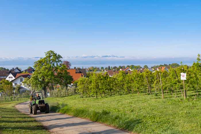 Hege (Wasserburg am Bodensee)