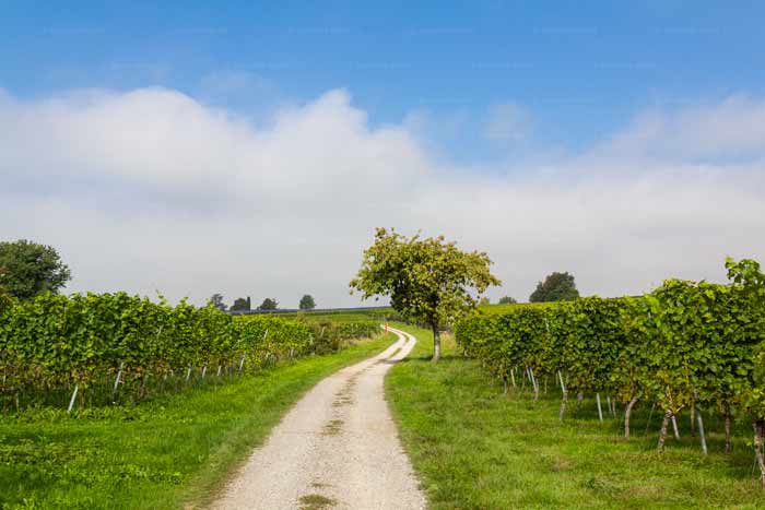 Wanderweg in Nonnenhorn am Bodensee