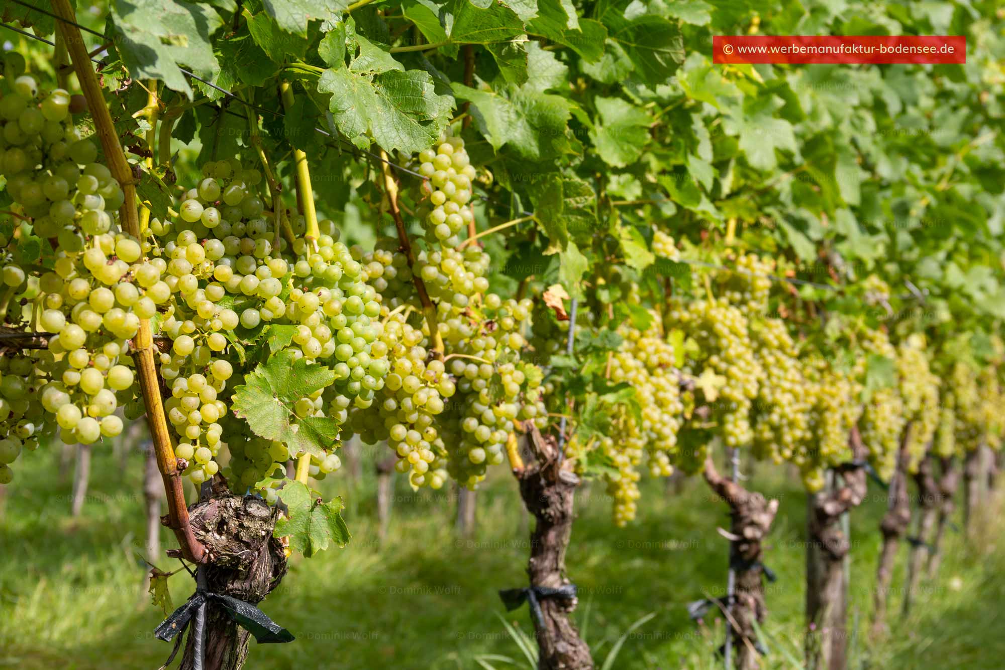 Bild + Foto - Weinanbaugebiet in Nonnenhorn am Bayerischen Bodensee