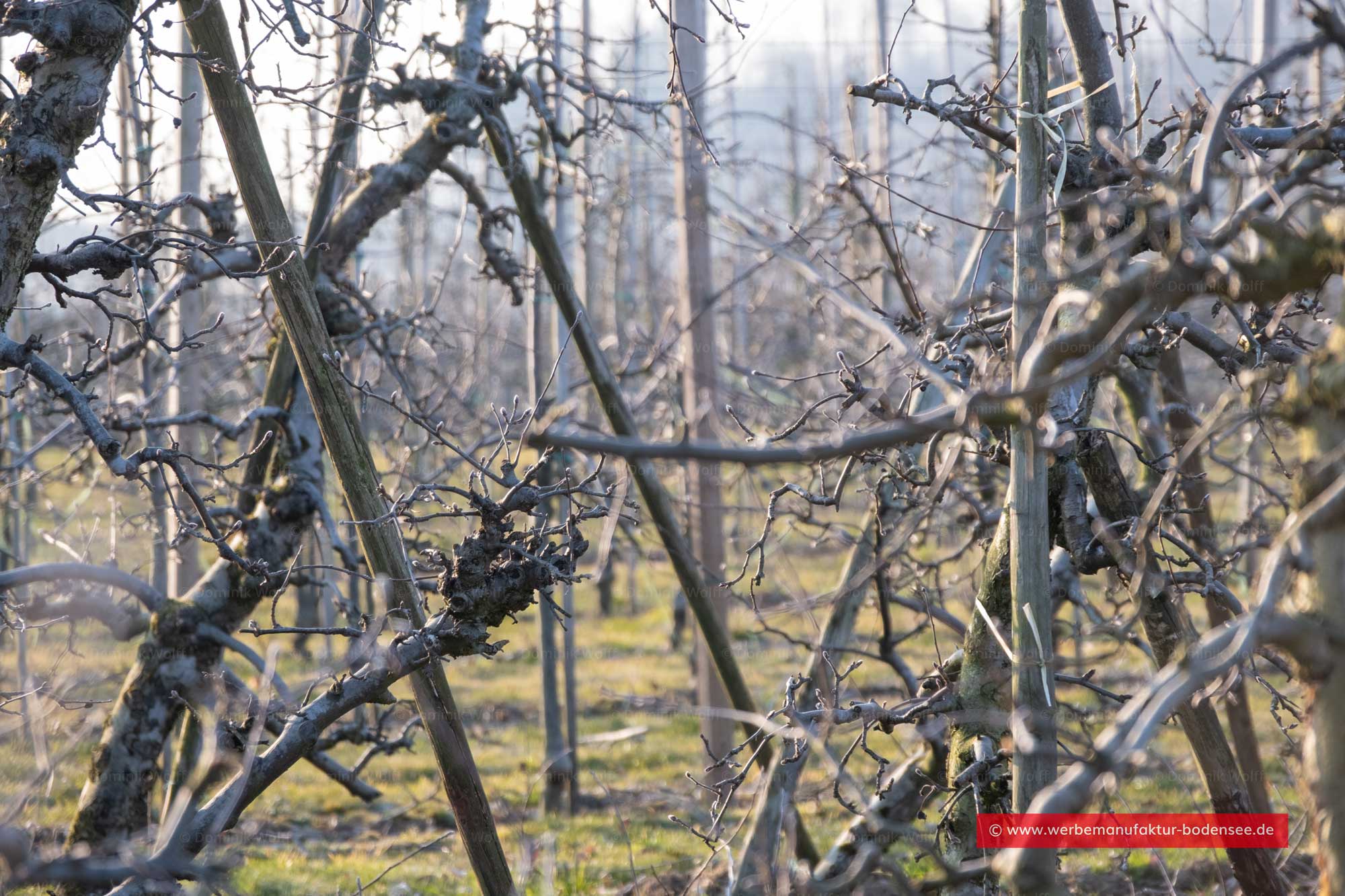 Bild + Foto - Obstbäume am winterlichen Bodensee