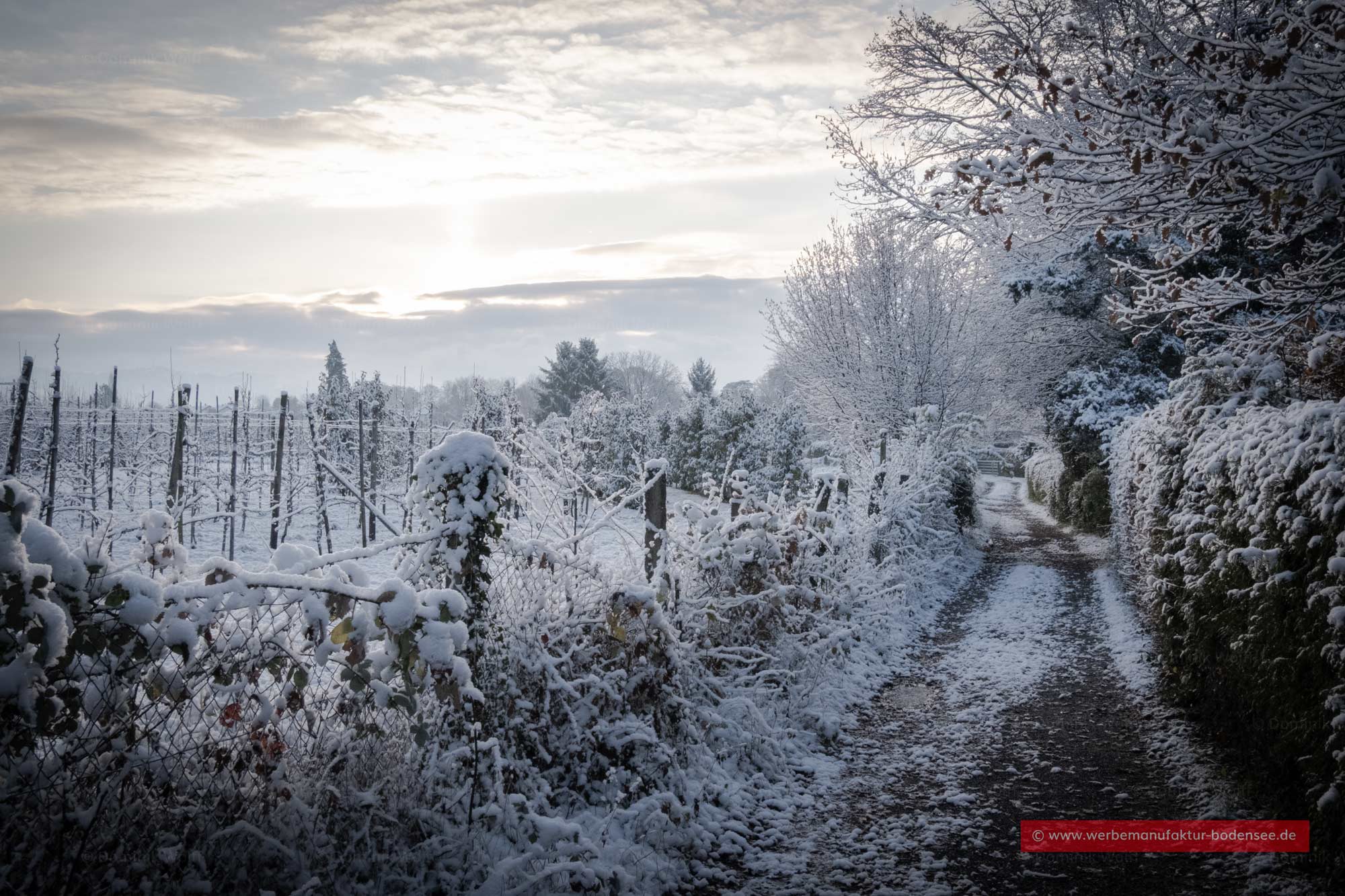 Bild + Foto - Winter in Wasserburg am Bodensee